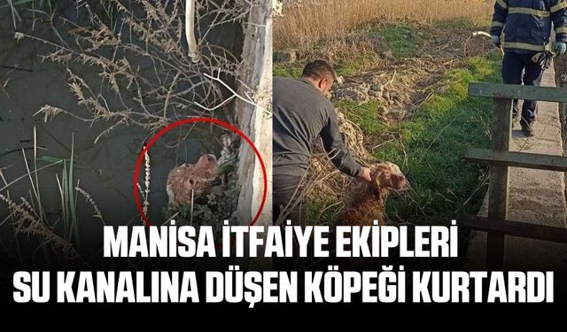 Manisa'da su kanalına düşen köpek kurtarıldı