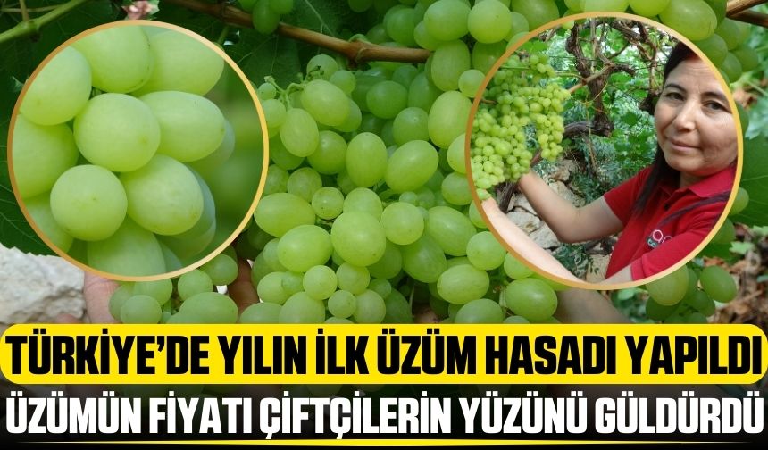 Türkiye'de yılın ilk üzüm hasadı yapıldı