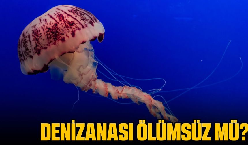 Denizanası ölümsüz mü? Denizanası kaç yıl yaşar?