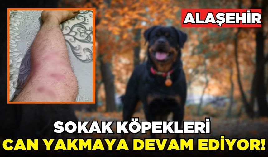 Alaşehir'de sahipsiz köpek saldırısına uğrayan kişi yaralandı