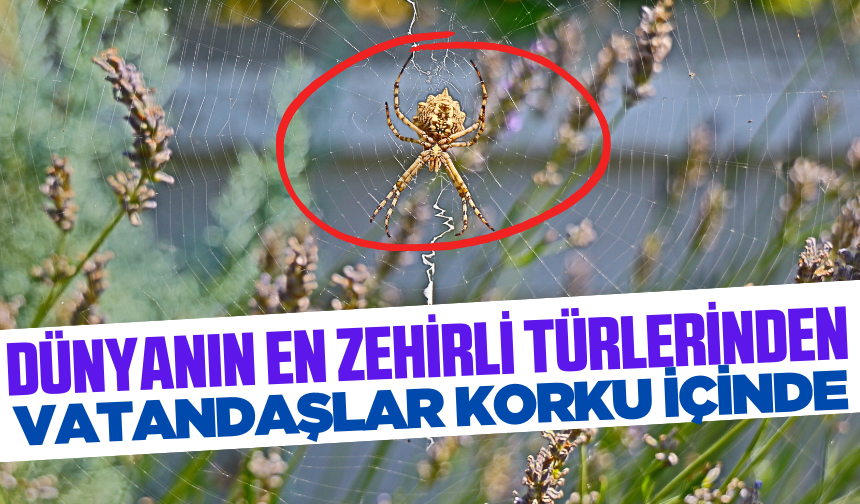 Loplu örümcek Türkiye'de bir kez daha görüldü