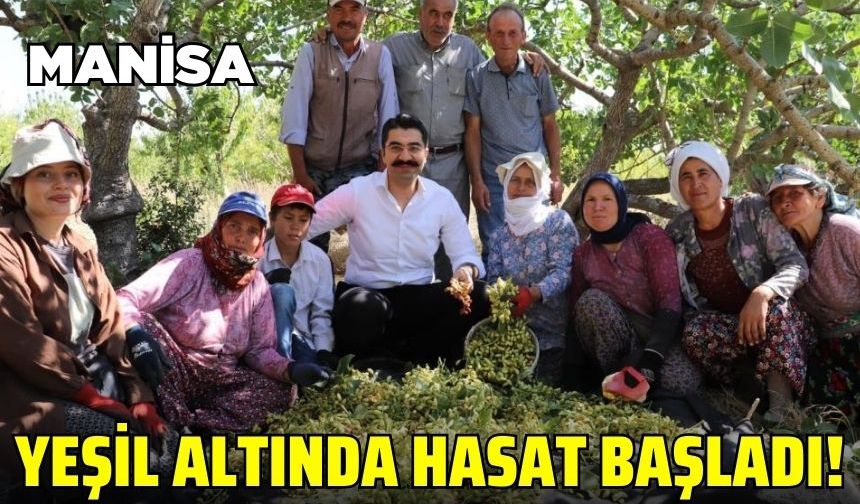 Manisa'da antep fıstığı hasadı başladı!