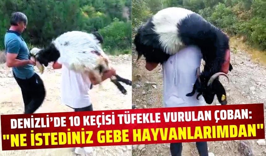 Denizli'de 10 keçisi telef olan çoban; "Ne istediniz gebe hayvanlardan!"