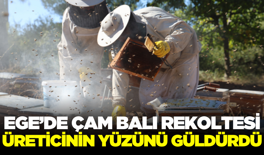 Ege'de çam balı rekoltesi yüz güldürdü