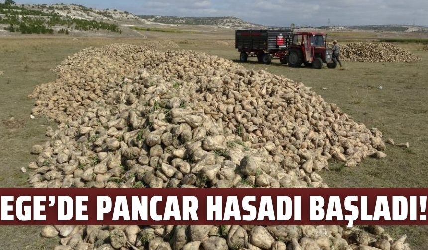 Ege'de şeker pancarı hasadı başladı!