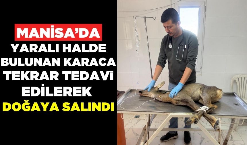 Kırkağaç'ta yaralı halde bulunan karaca, tekrar tedavi edilerek doğaya salındı