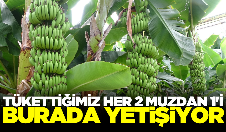 Muzda hasat başladı!