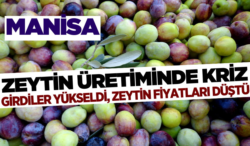 Zeytin Üretiminde Kriz: Girdiler Yükseldi, Zeytin Fiyatları Düştü