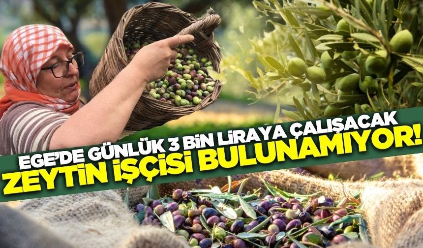 Kuraklık ve Yüksek Maliyetler Zeytin Üreticisini Vurdu