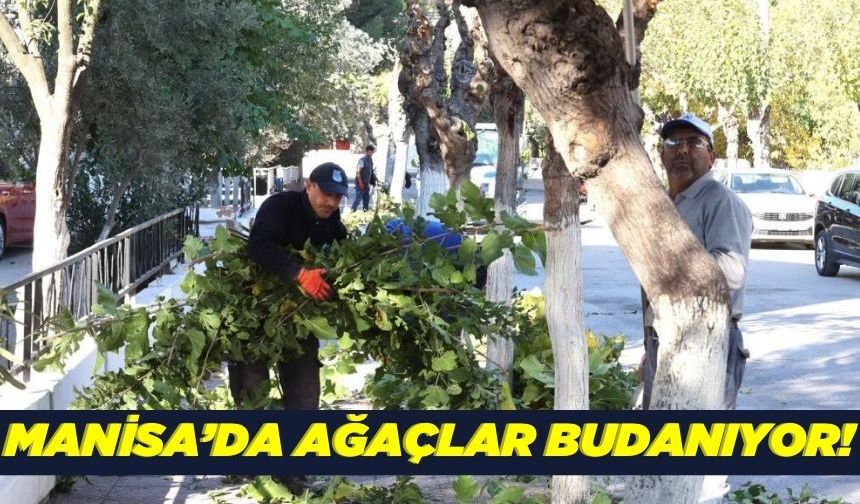 Manisa'da cadde ve sokaklarda ağaç budama çalışmaları başladı