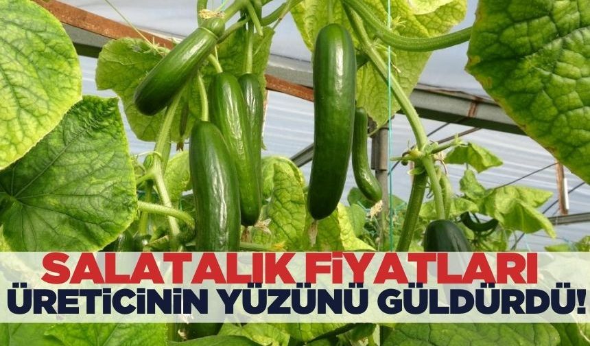 Mersin'de Salatalık Fiyatları Arttı: Üretici Bahçede 35 TL, Pazarda 75 TL'ye Satıyor