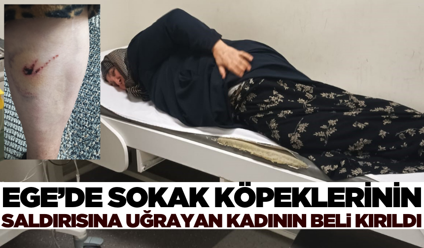 Sokak köpeklerinin saldırısına uğrayan kadın hastanelik oldu