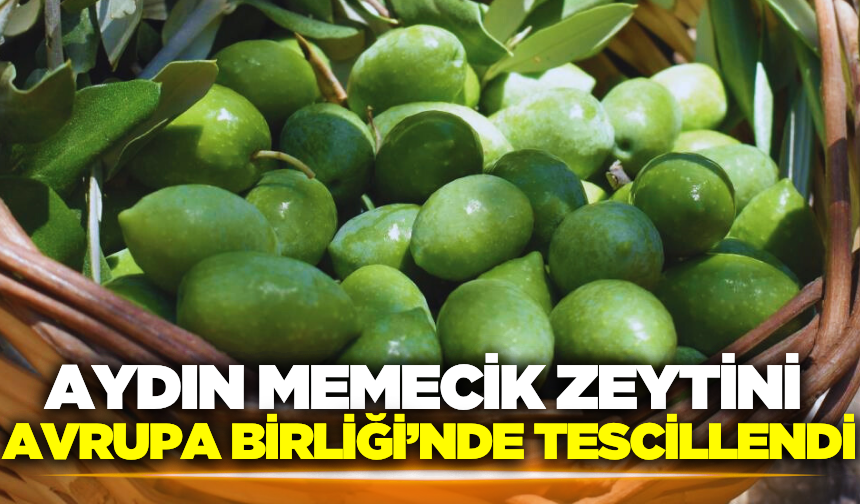 Aydın Memecik Zeytini, Avrupa Birliği‘nde tescil edilen 31. ürün oldu!