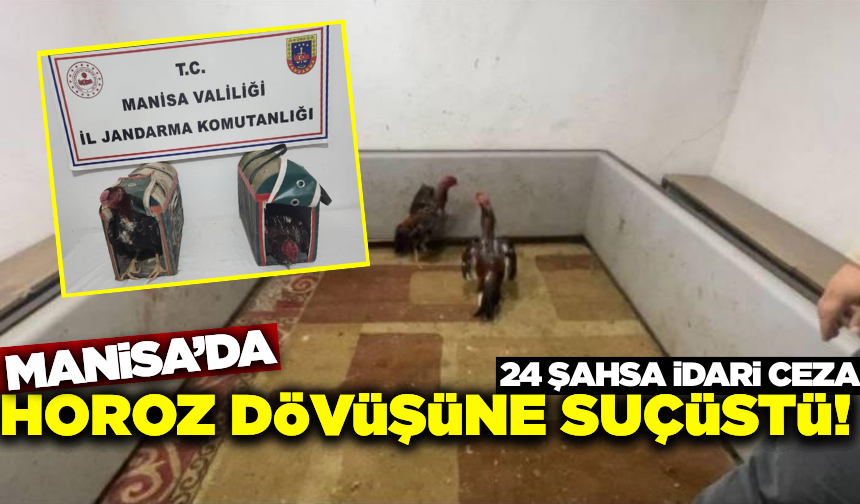 Manisa'da horoz dövüşü ve kumar çetesi çökertildi! 4 gözaltı, 24 ceza