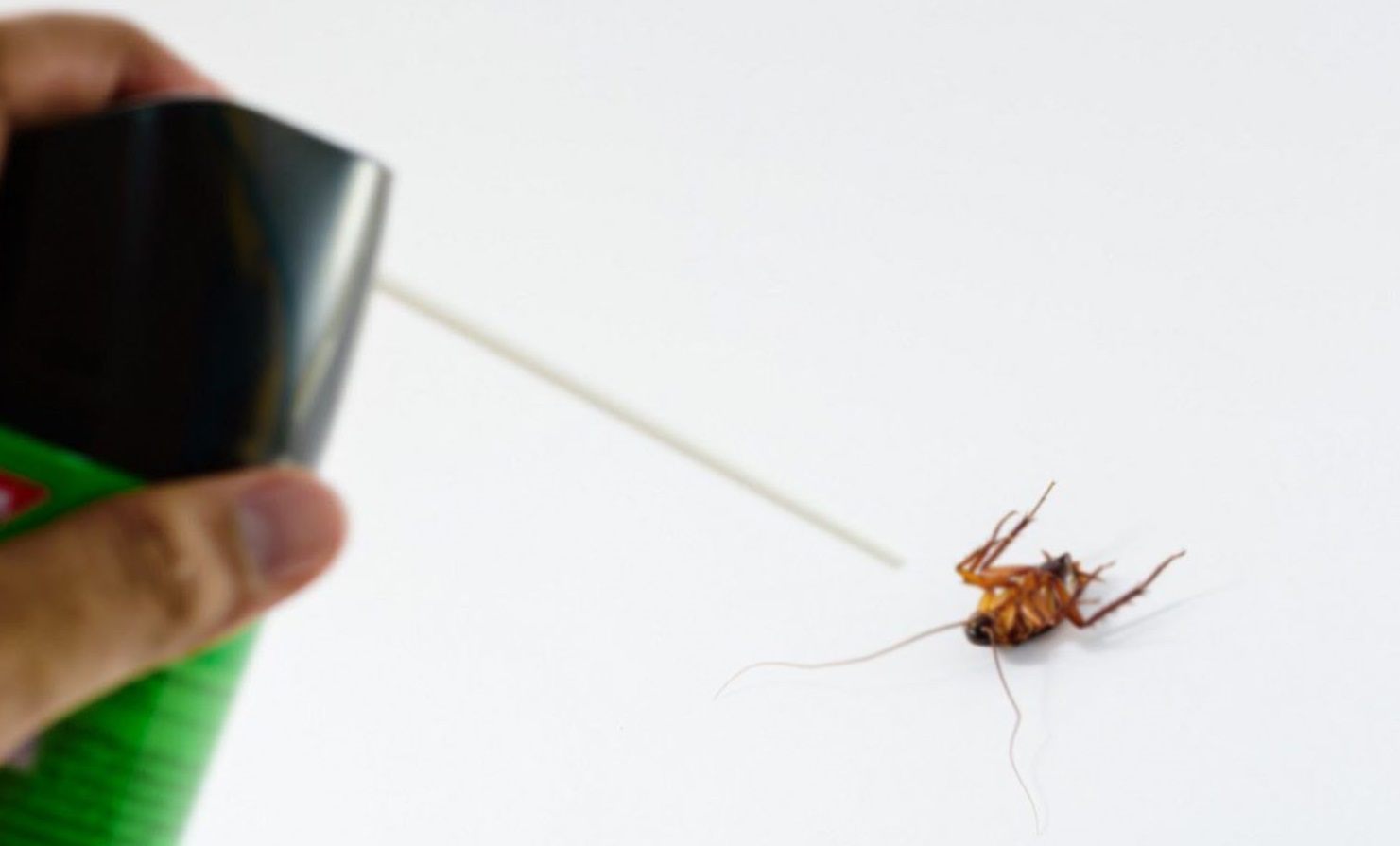 hamam böceği için en  etkili ilaç