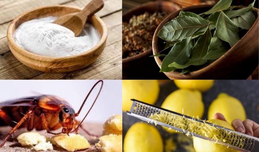 HAMAM BÖCEĞİ NASIL YOK EDİLİR