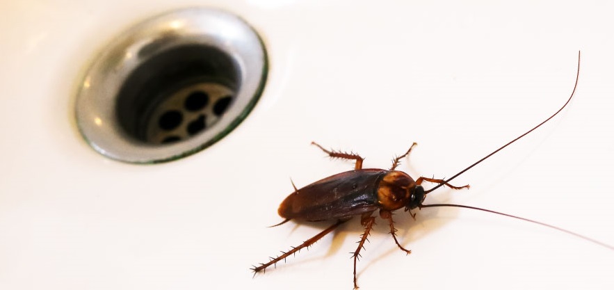 Lavabodan giderlerden gelen hamam böceği nasıl yok edilir