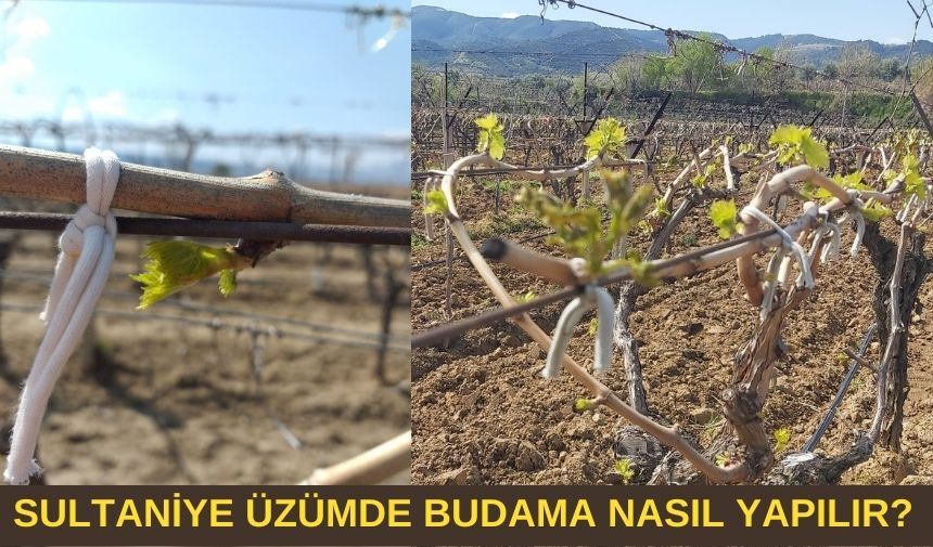 Manisa'nın Sultaniye üzümünde budama nasıl yapılır Tüm sezon yapılan uygulamalar nelerdir Manisa'nın Sultaniye üzümünde budama nasıl yapılır (1)