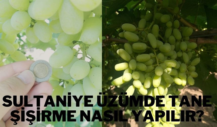 Sultaniye üzümde tane şişirme nasıl yapılır_______