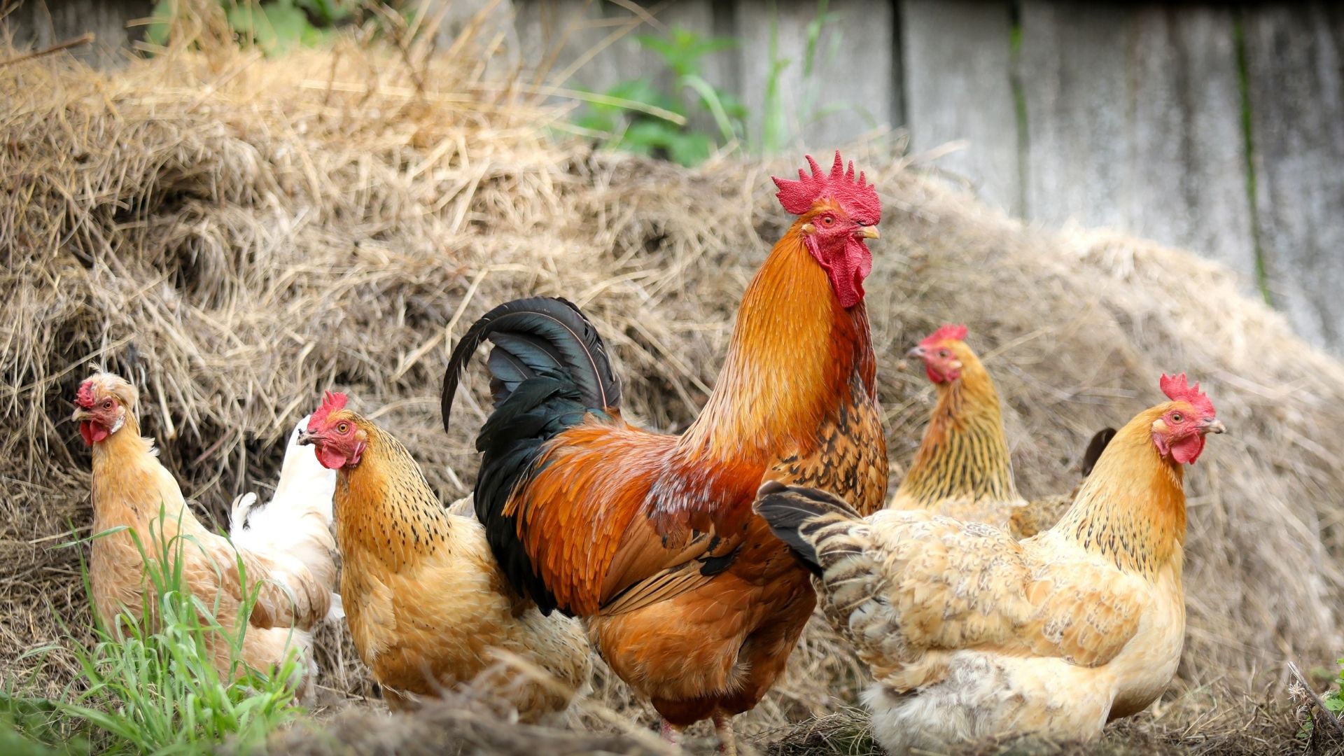 En Çok Yumurta Veren Tavuk Cinsleri Hangileri 