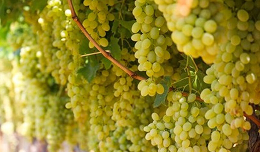 Lezzet Şehri Manisa! Manisa Mutfağının En İyi Tatları Manisa Sultaniye Üzümü