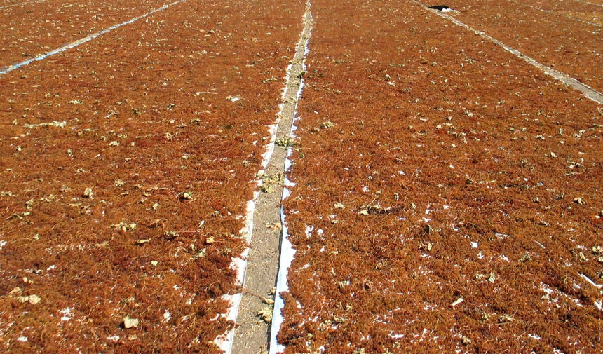 Lezzet Şehri Manisa! Manisa Mutfağının En İyi Tatları Manisa Sultaniye Üzümünün Kurutulması
