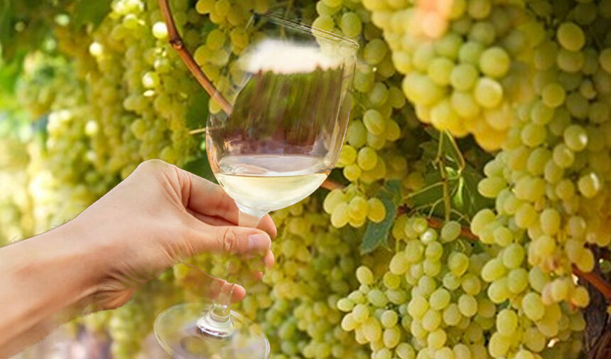 Lezzet Şehri Manisa! Manisa Mutfağının En İyi Tatları Sultaniye Üzümünden Şarap Yapımı