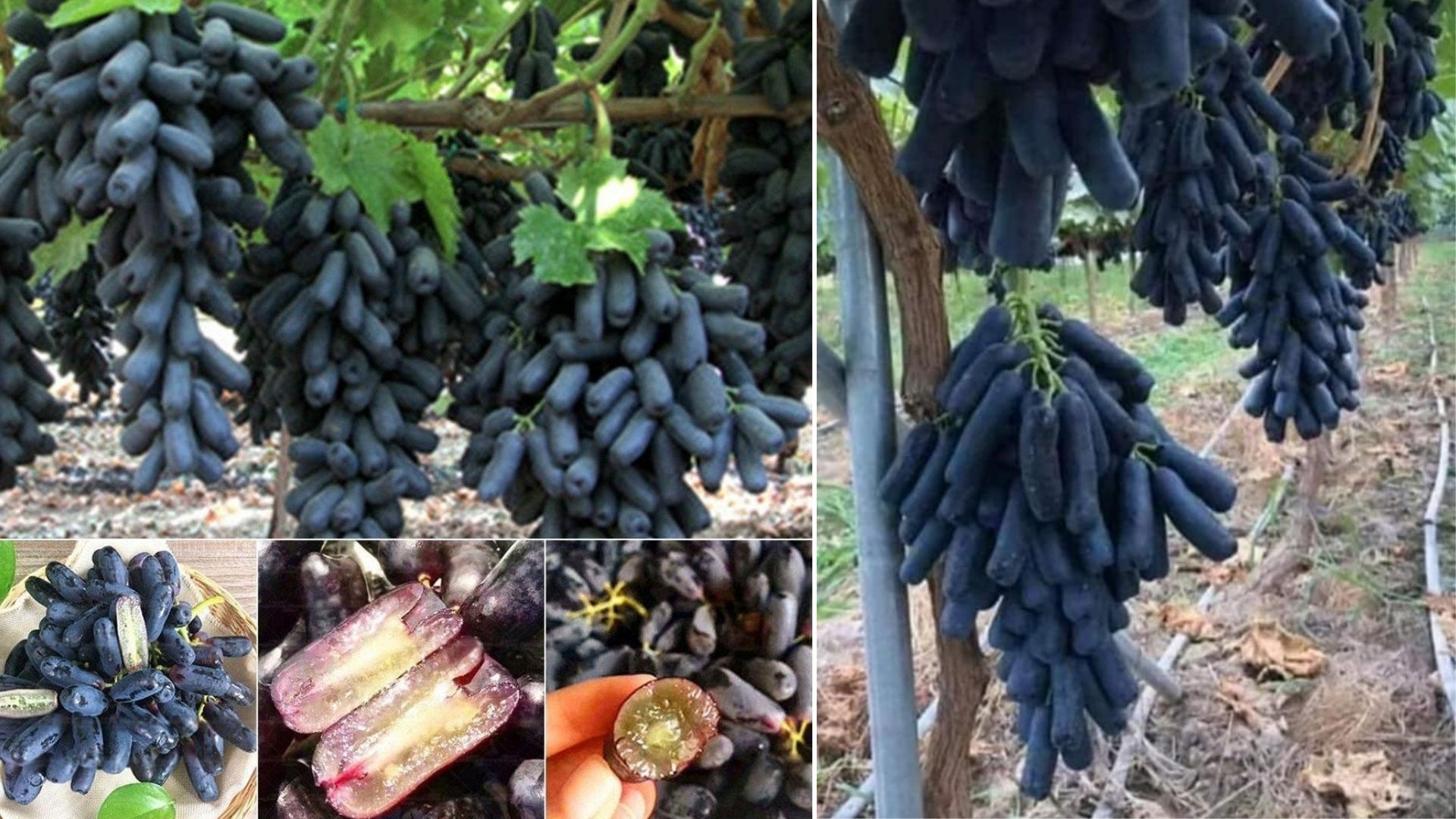 pomaqk  antep karası 