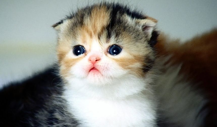 Scottish Fold acı çekiyor mu