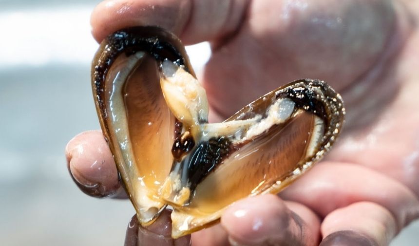 Midye pis midir Midyenin içinde canlı var mı Midye neden yenmemeli (1)