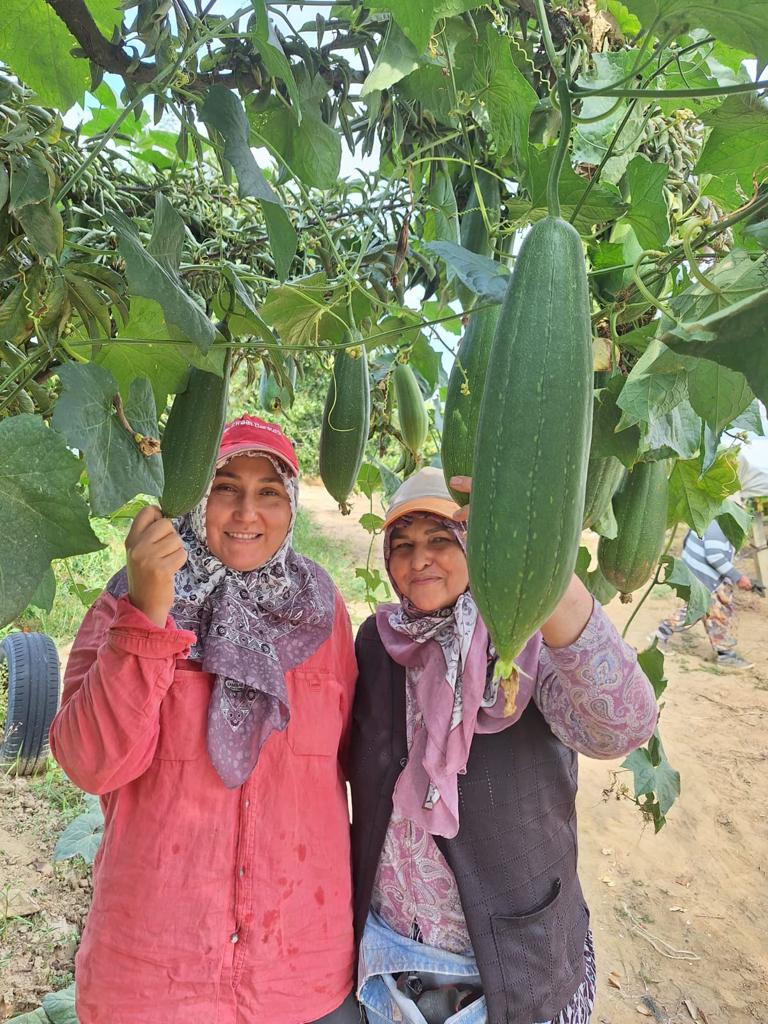 Sarıgöl'de Üzüm Bağında Lif Kabağı Yetiştirdi-1