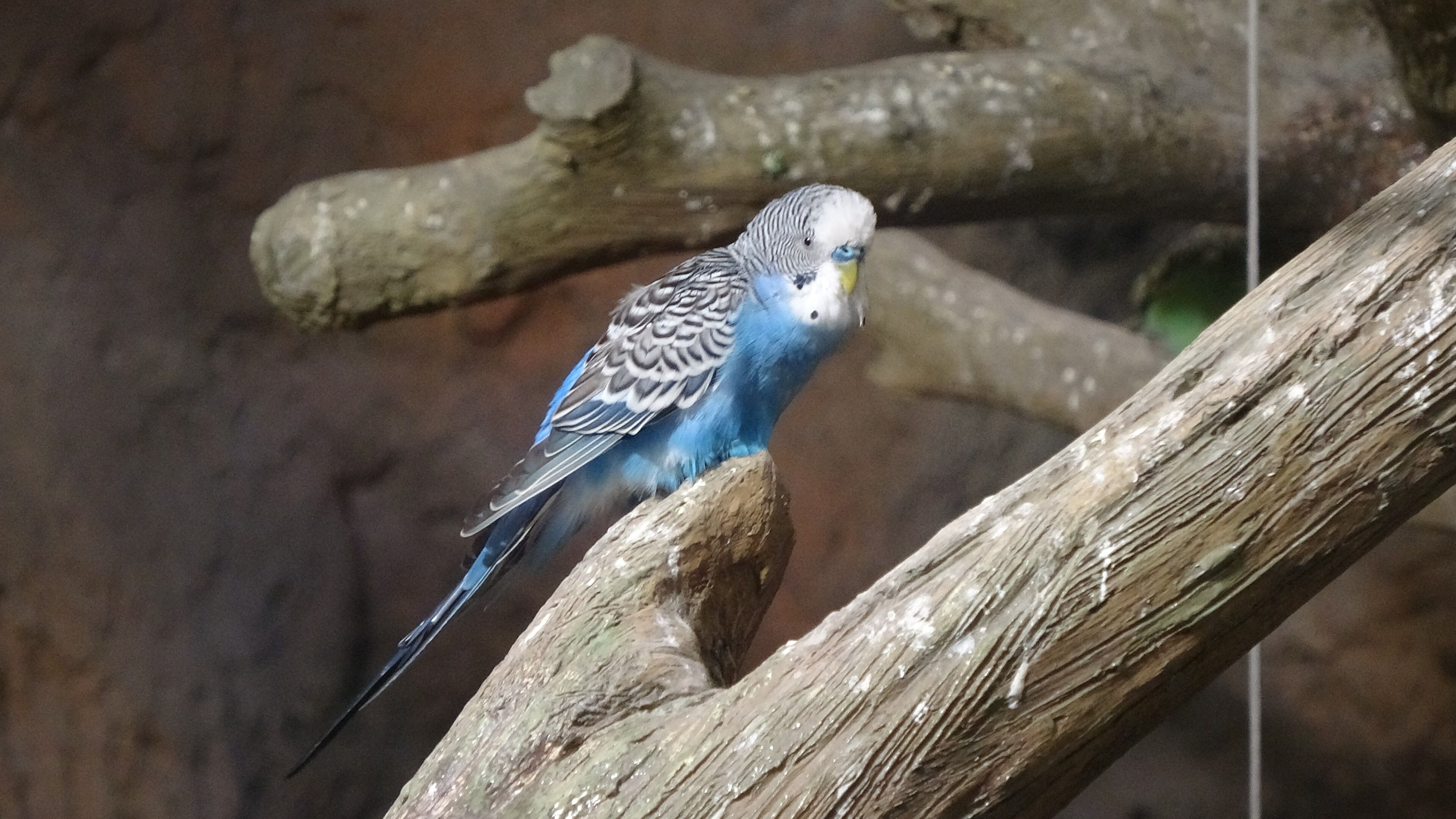karadeniz kuş cenneti (1)