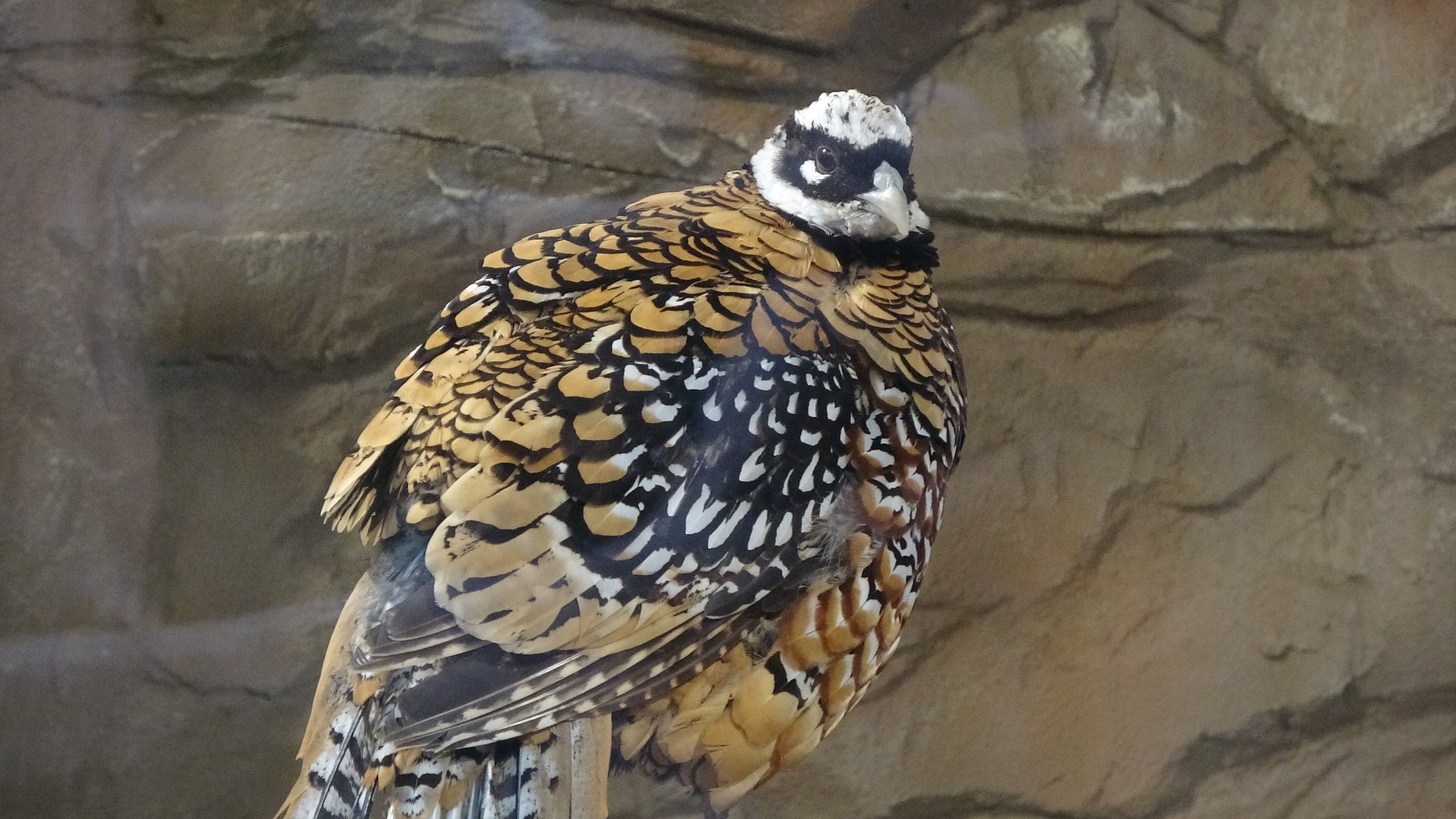 karadeniz kuş cenneti (6)