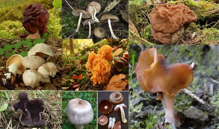 Türkiye'nin Zehirli Mantarları Listesi...