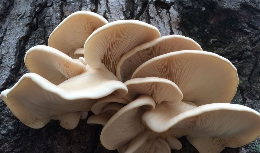 Yenilebilir Mantar Çeşitleri Nelerdir (1)