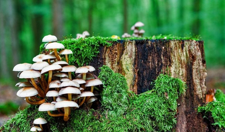 Zehirli Mantar Çeşitleri (1)