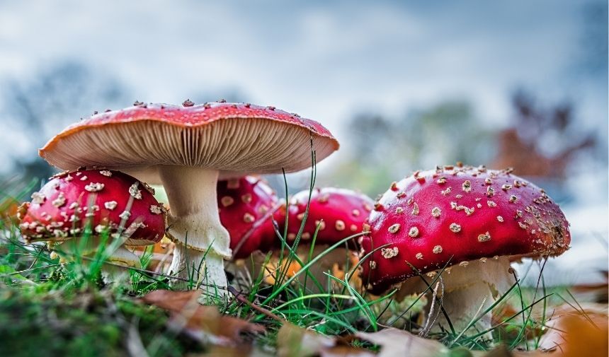 Zehirli Mantar Çeşitleri (2)