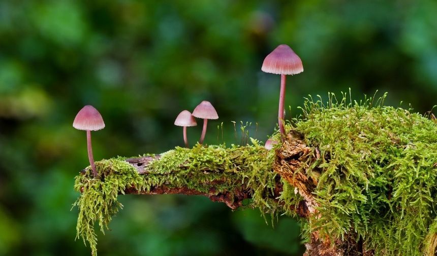 Zehirli Mantar Çeşitleri