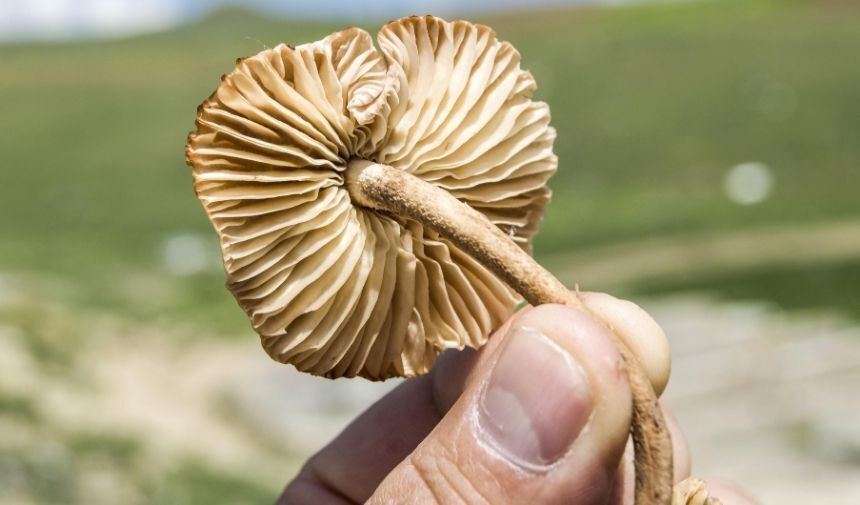 Zehirli Mantar Fotoğrafları