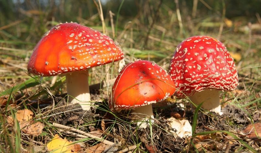 Zehirli Mantar Nasıl Anlaşılır