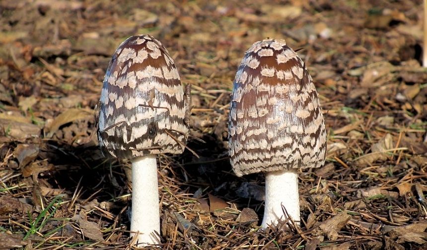 Zehirli Mantar Türleri. (1)