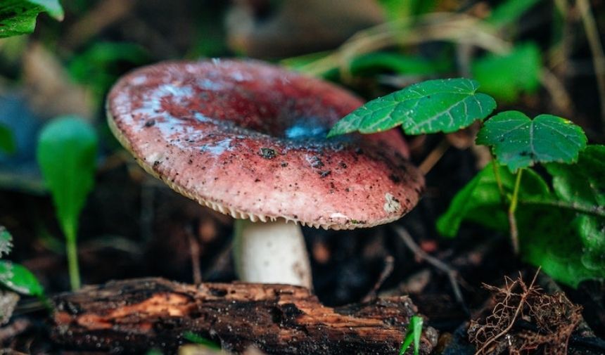 Zehirli Mantar Türleri. (2)