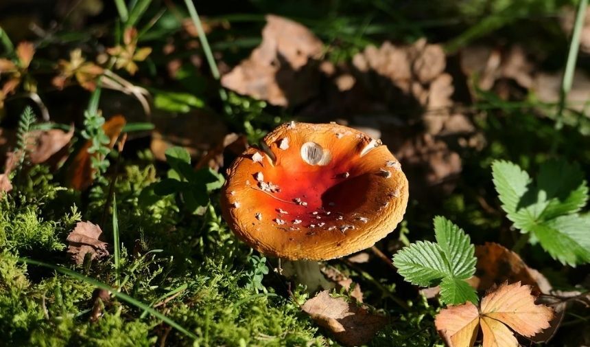 Zehirli Mantar Türleri. (3)