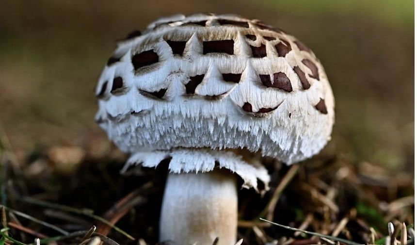 Zehirli Mantar Türleri.