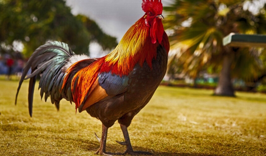 Bir Horoz Kaç Aylıkken Çiftleşir Kaç Tavuğa Kaç Horoz Gerekli (1)