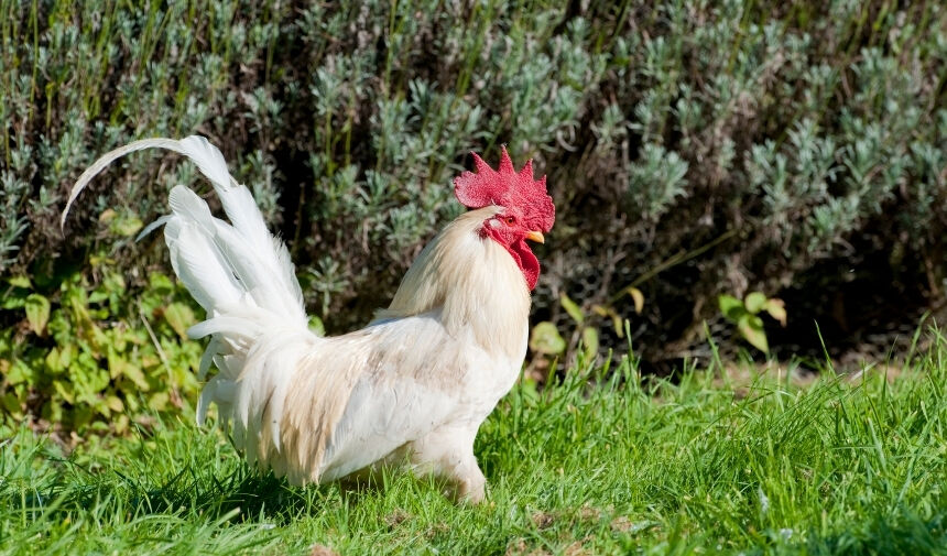 Bir Horoz Kaç Aylıkken Çiftleşir Kaç Tavuğa Kaç Horoz Gerekli (2)