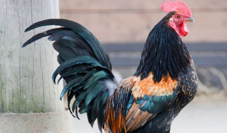 Bir Horoz Kaç Aylıkken Çiftleşir Kaç Tavuğa Kaç Horoz Gerekli (3)