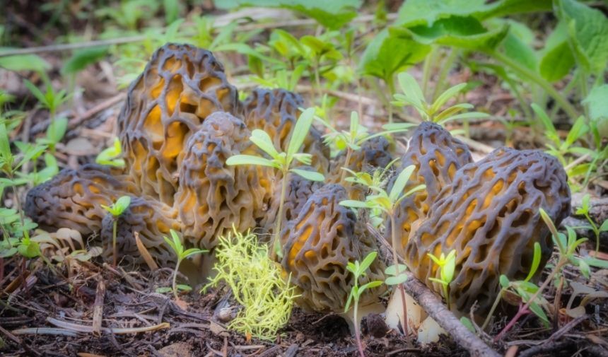 Kuzu Göbeği Mantarı Fiyatı 2024 Ne Kadar (1)