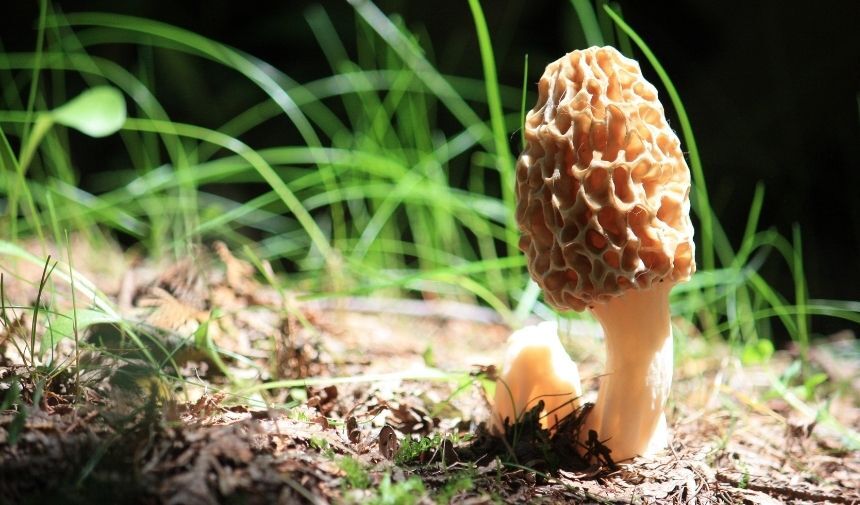 Kuzu Göbeği Mantarı Fiyatı 2024 Ne Kadar