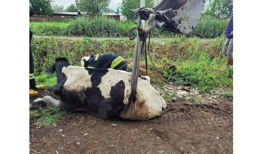 Manisa'da Kurutma Kanalına Düşen İnek Kurtarıldı (1)